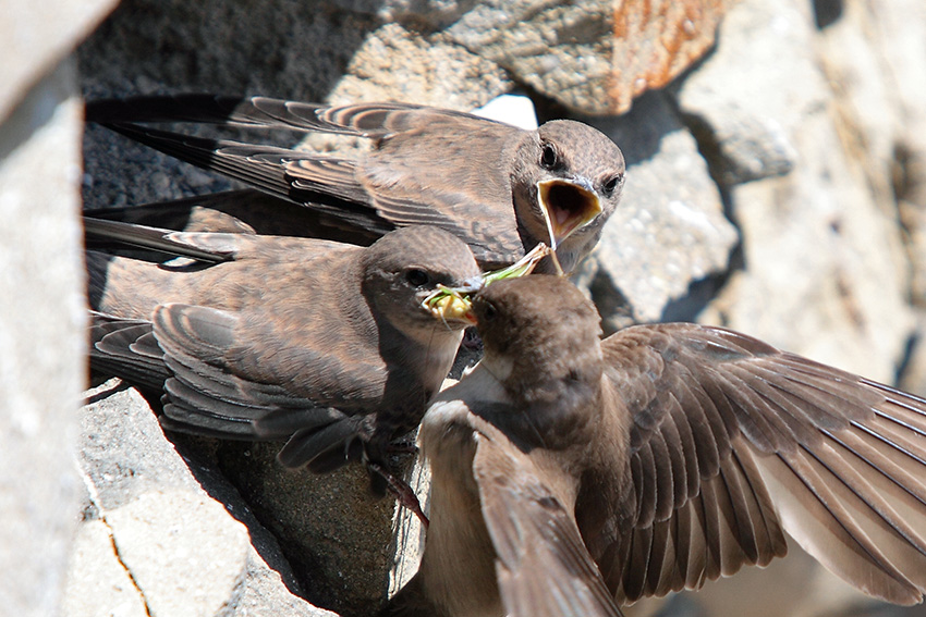 Uno a lui,uno te e uno a me